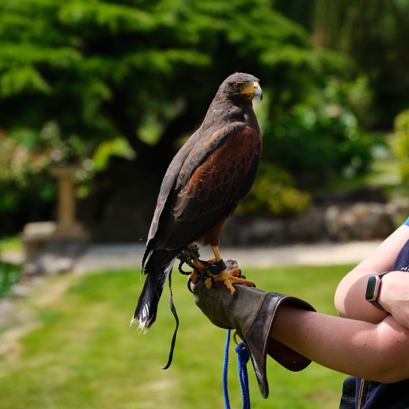 Falconry