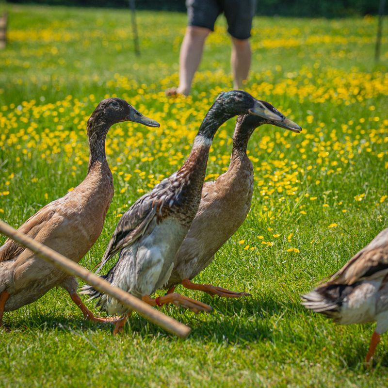 Duck herding