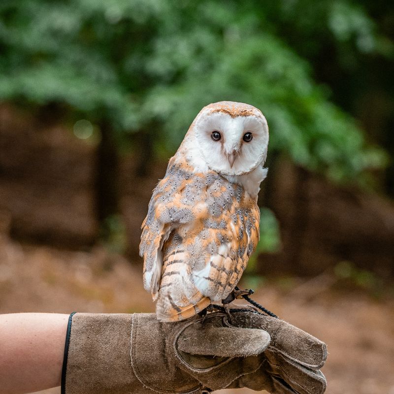 Falconry